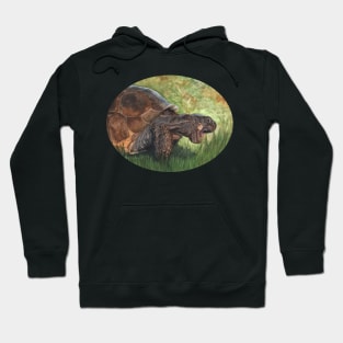 Gopher Tortoise by Sherrie Spencer Hoodie